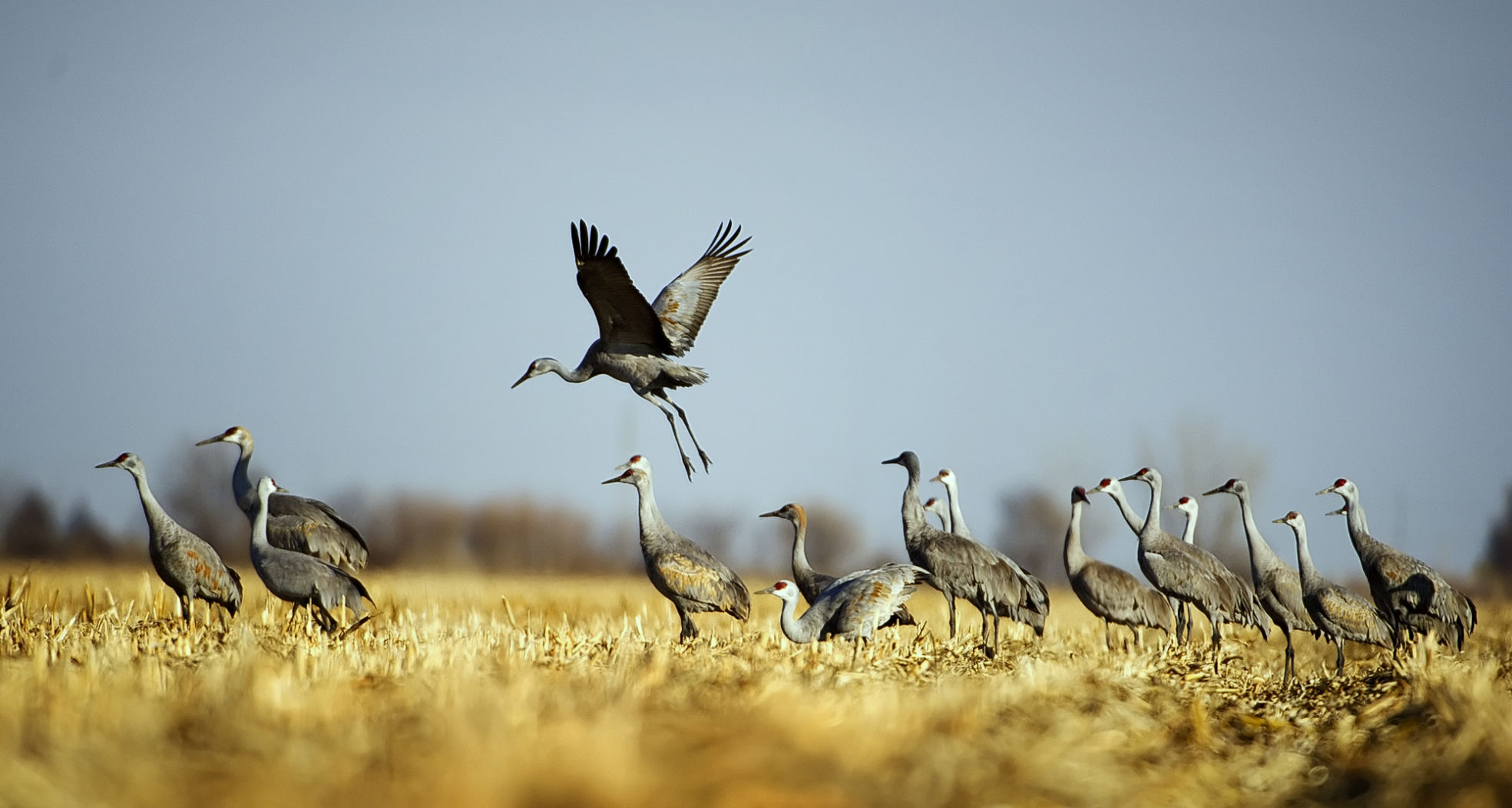 Cranes in January